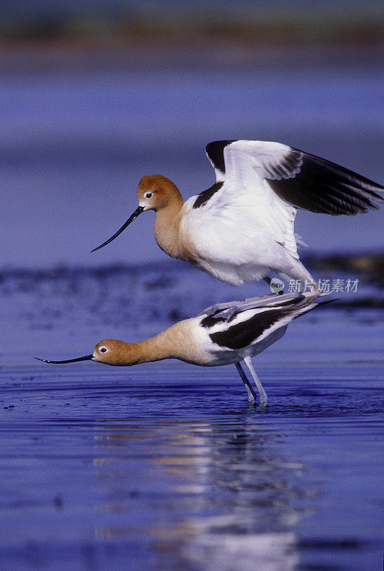 美国Avocets Mating, MT